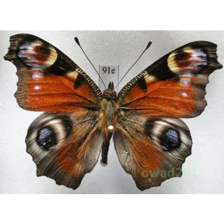Aglais io (Linnaeus, 1758) Poland91e